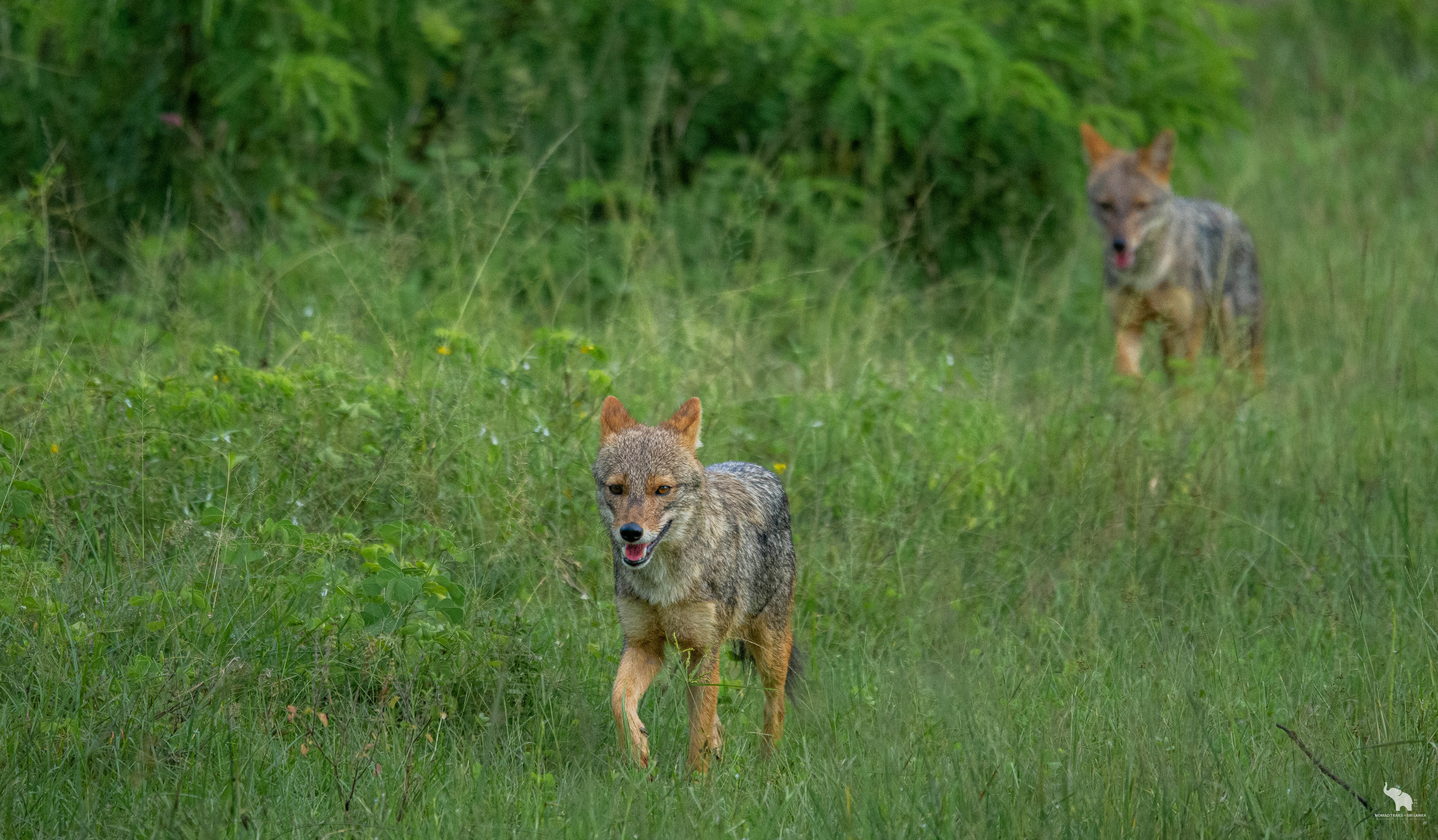 Elephants at the reservoir, Udawalawe