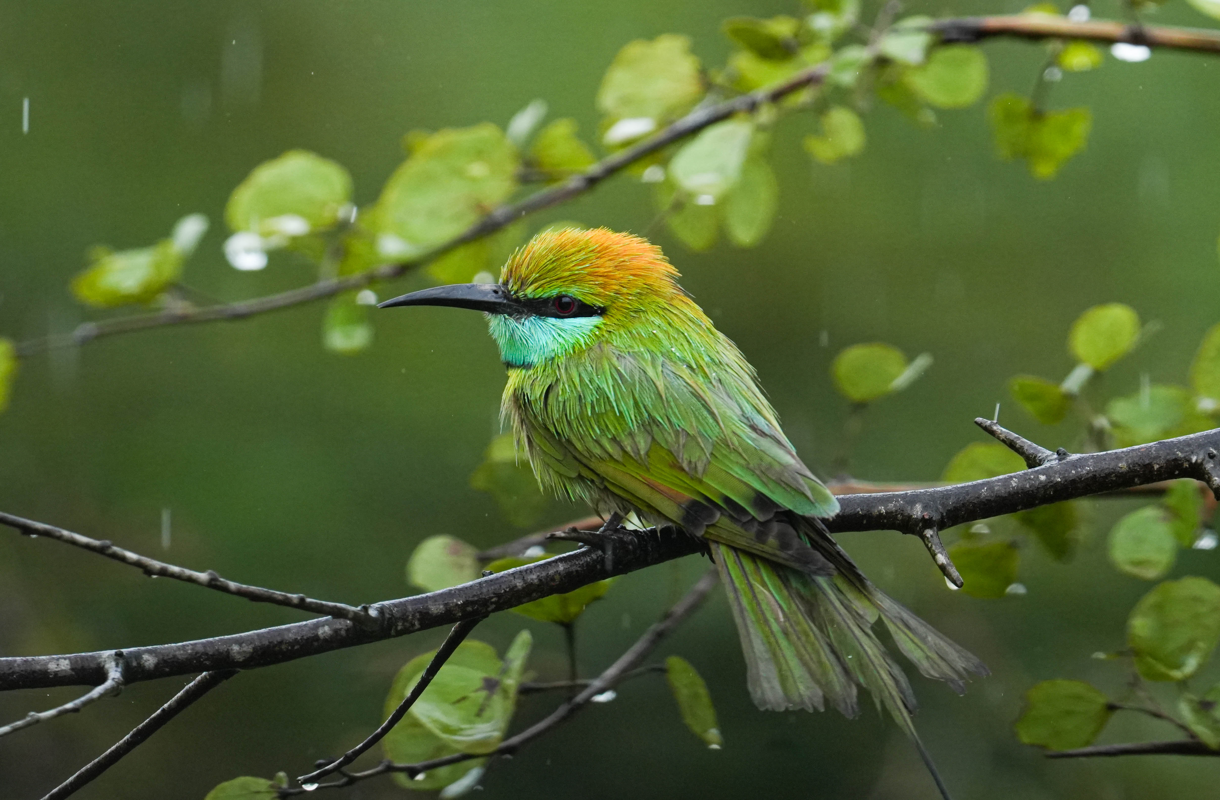 Leopard, Yala Block 5
