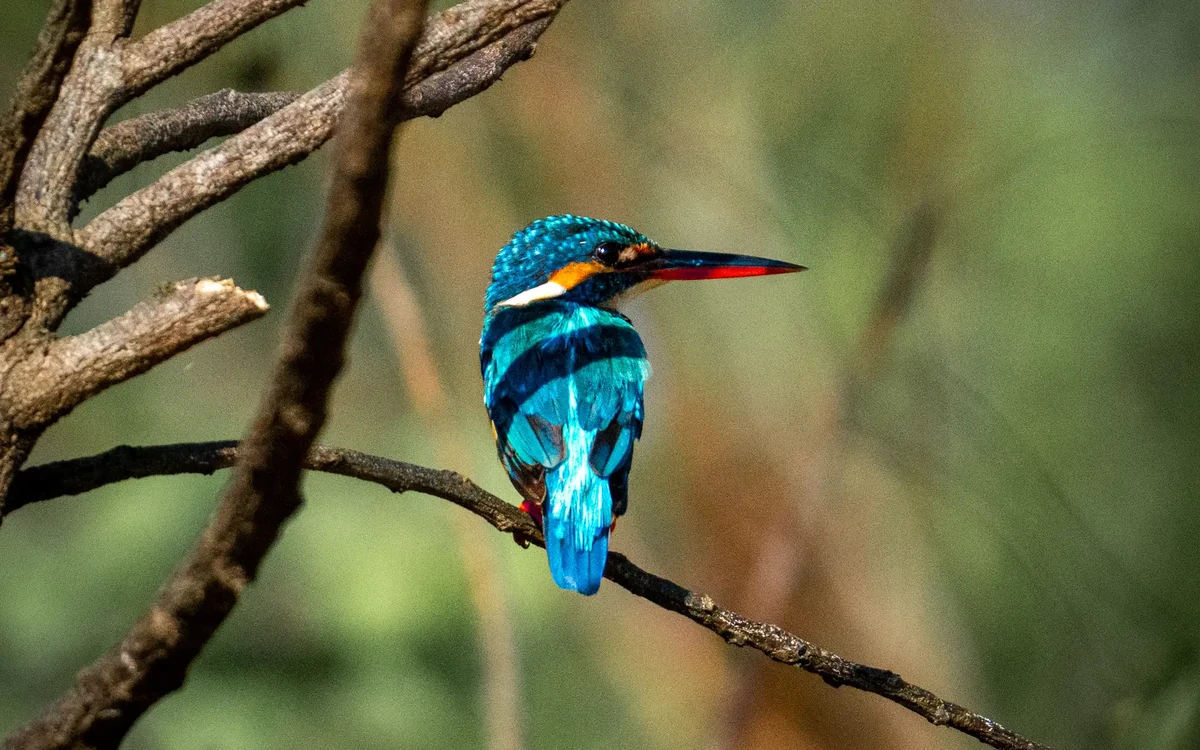 Common kingfisher perched on a branch, Sri Lanka