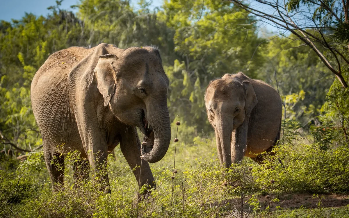 Asian elephants in lush vegetation, Udawalawe National Park