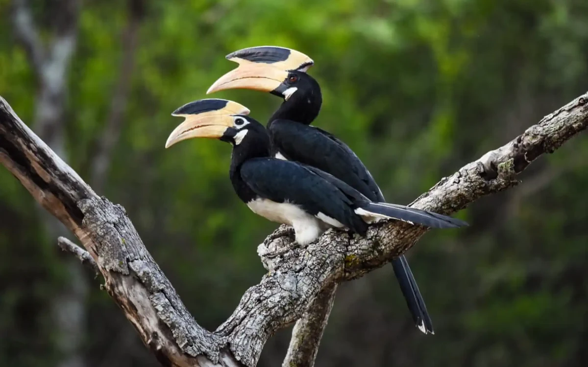 Malabar pied hornbills on a branch, Sri Lanka