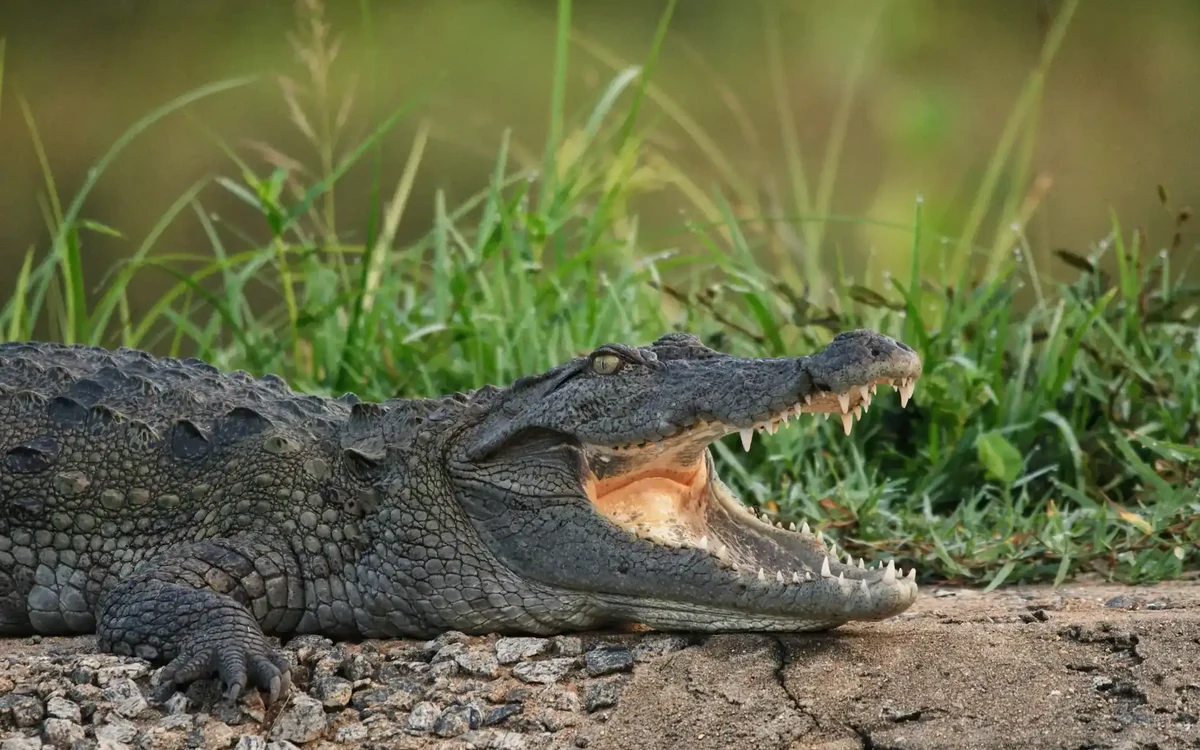 Mugger crocodile basking with open mouth, Sri Lanka
