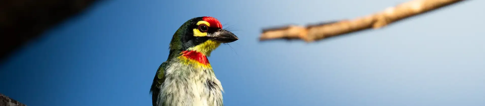 Coppersmith barbet perched on a branch against blue sky, Sri Lanka