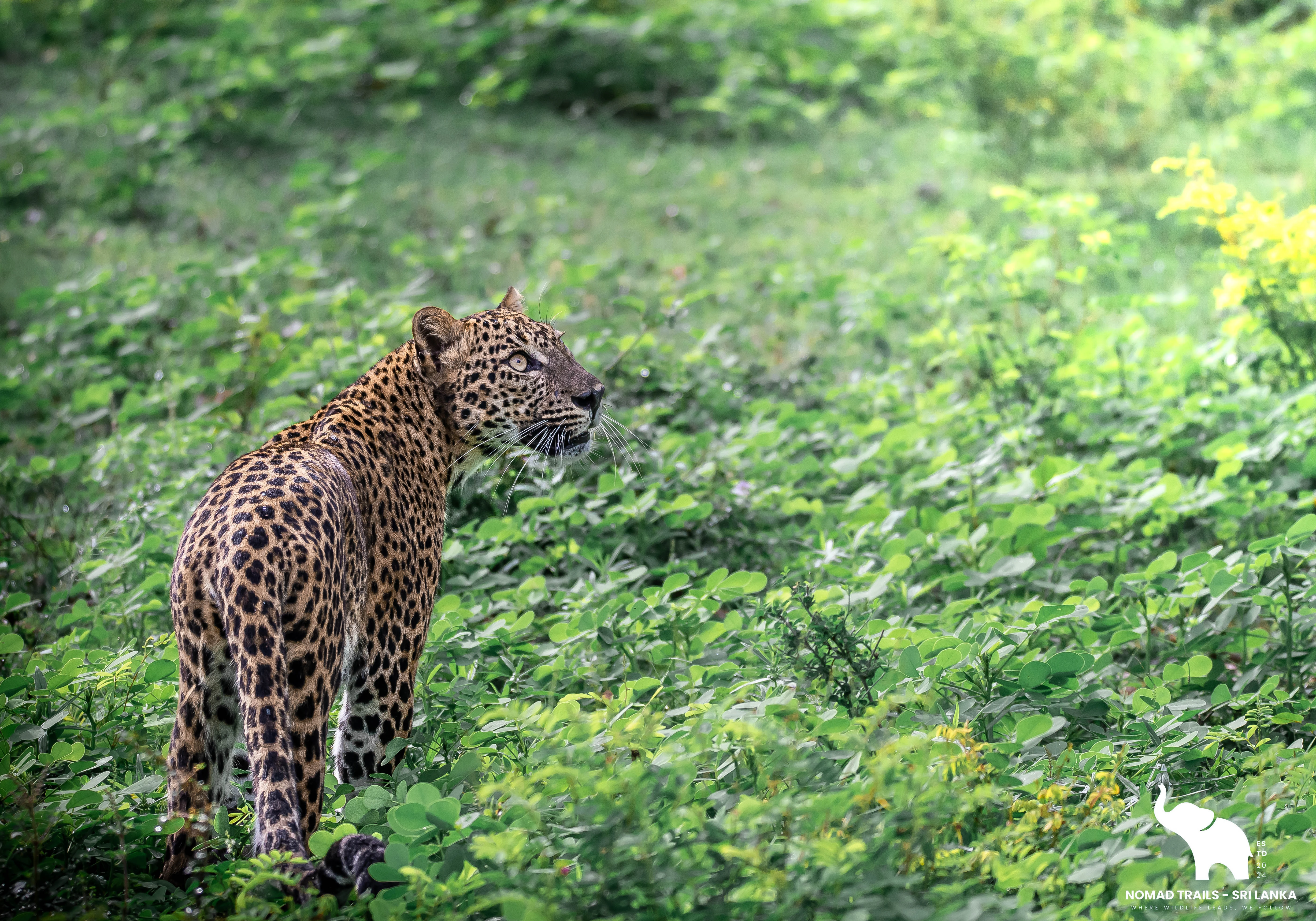 Elephant herd at Udawalawe