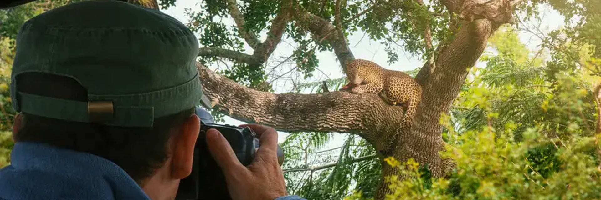 Wildlife photographer shooting a leopard resting in a tree from a safari jeep, Yala
