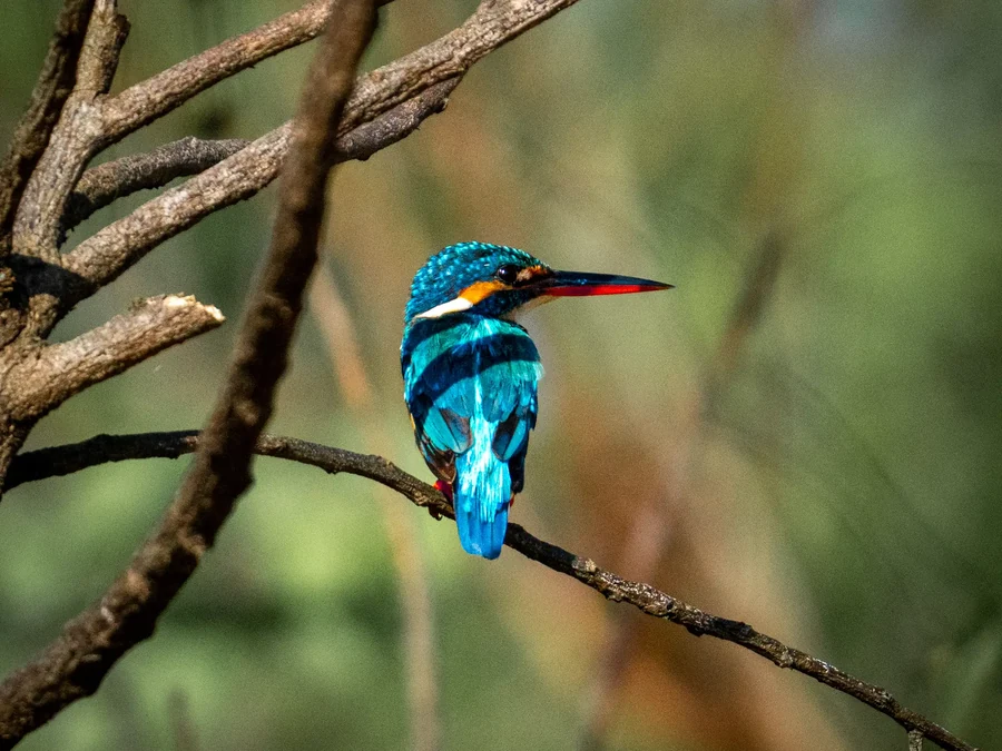 Common kingfisher perched on twigs, Sri Lanka