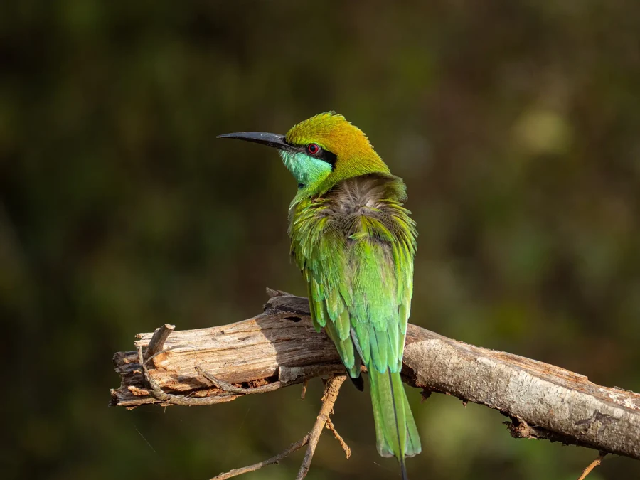 Green bee-eater perched on a branch, Sri Lanka