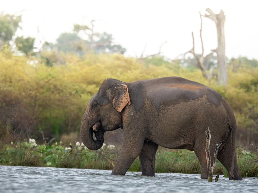 Asian elephant wading at a waterhole in golden light, Sri Lanka