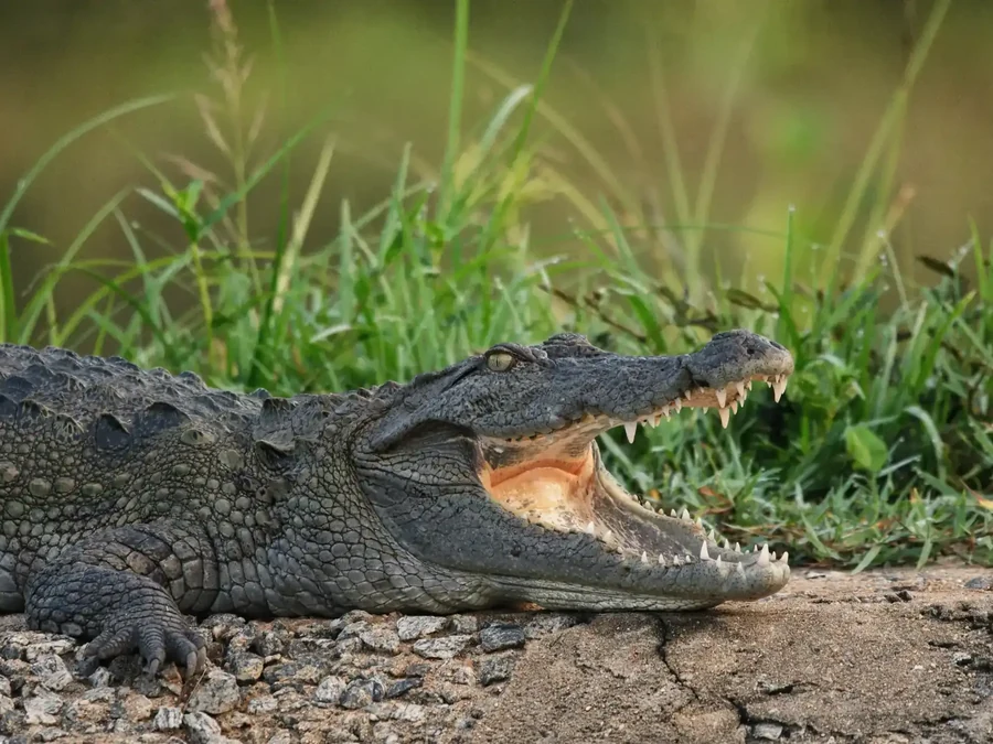 Mugger crocodile basking with mouth open, Udawalawe National Park