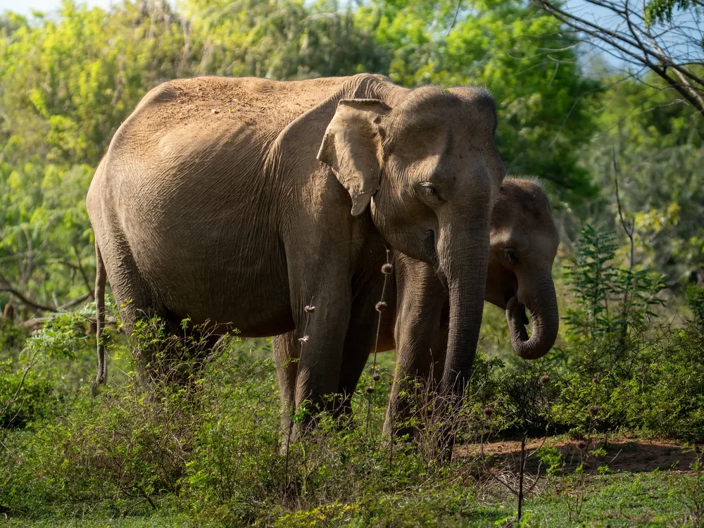Elephant mother and calf in green vegetation, Udawalawe National Park