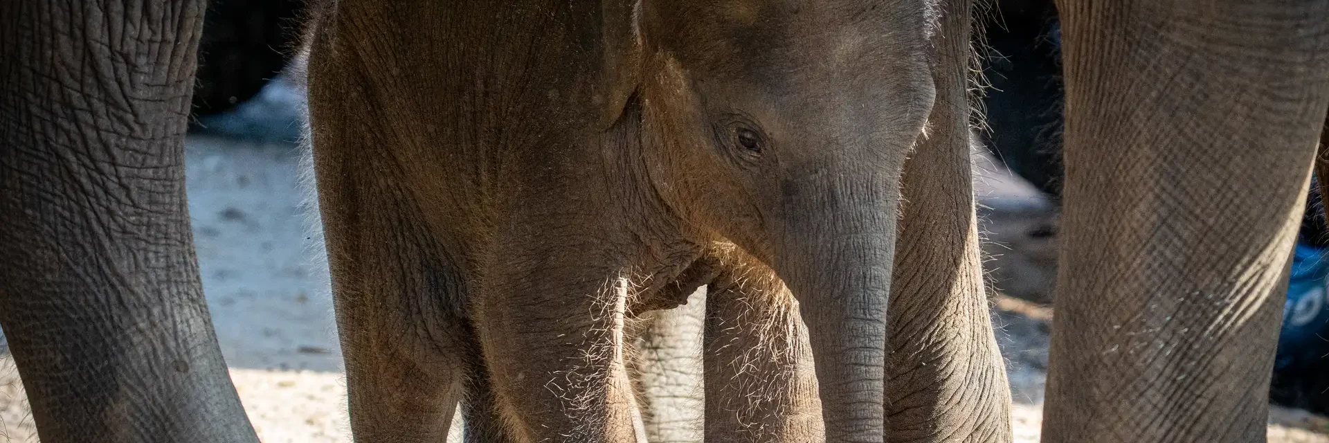 Baby elephant sheltered between adult elephants, Udawalawe National Park