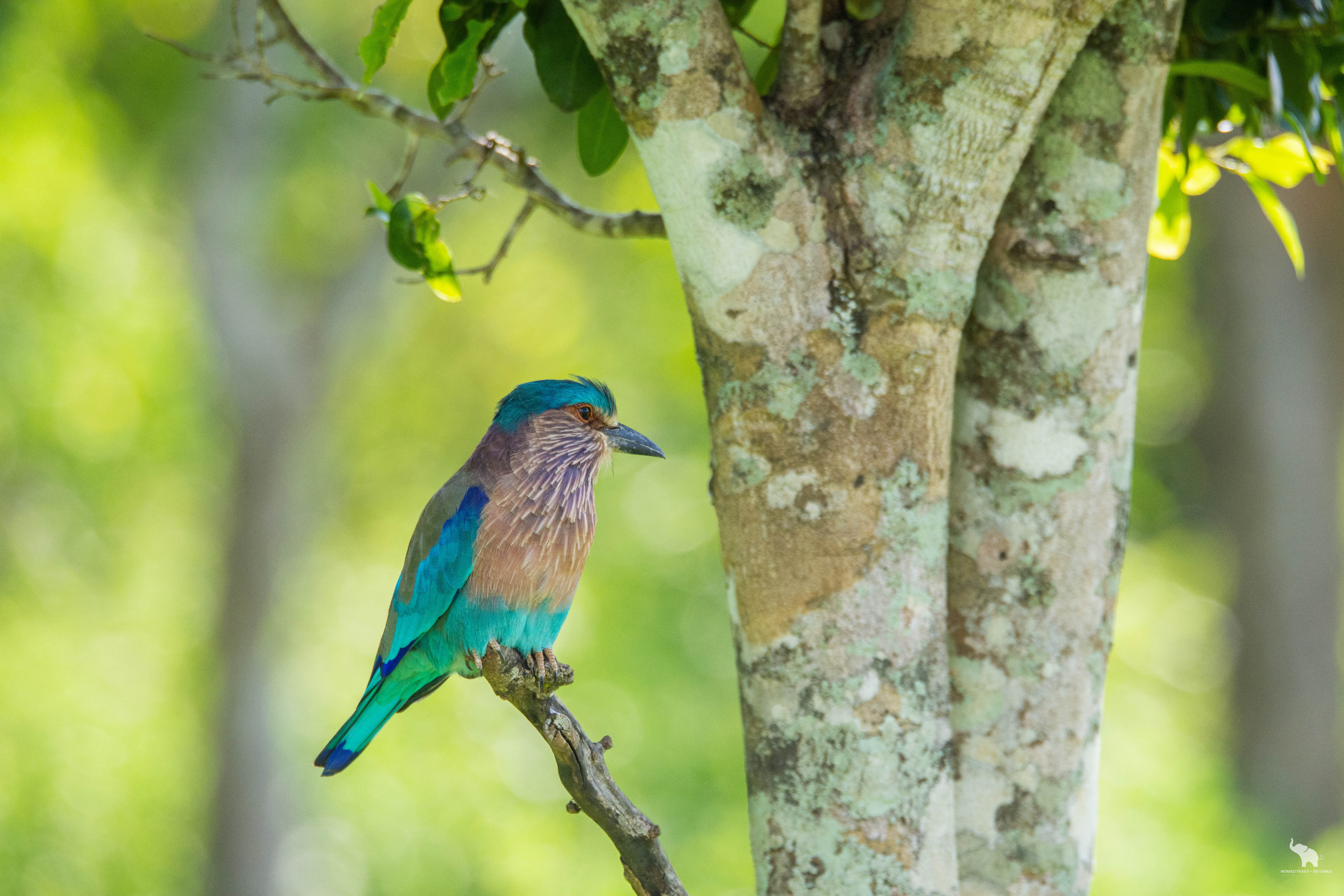 Leopard in Yala Block 5, Sri Lanka