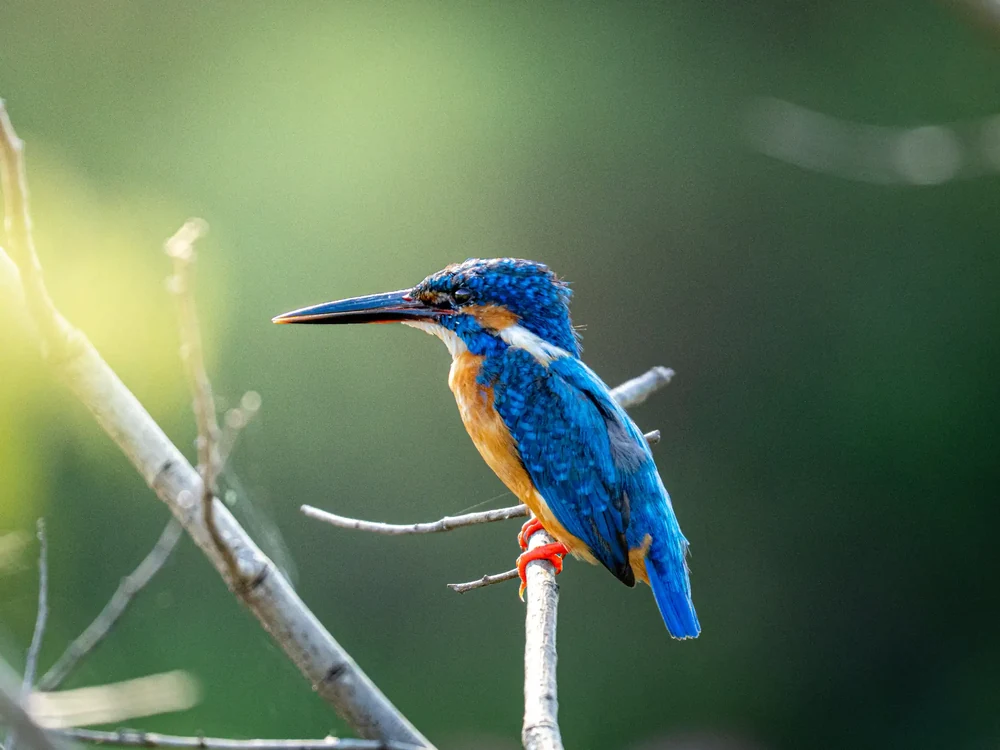 Common kingfisher in golden light, Yala National Park