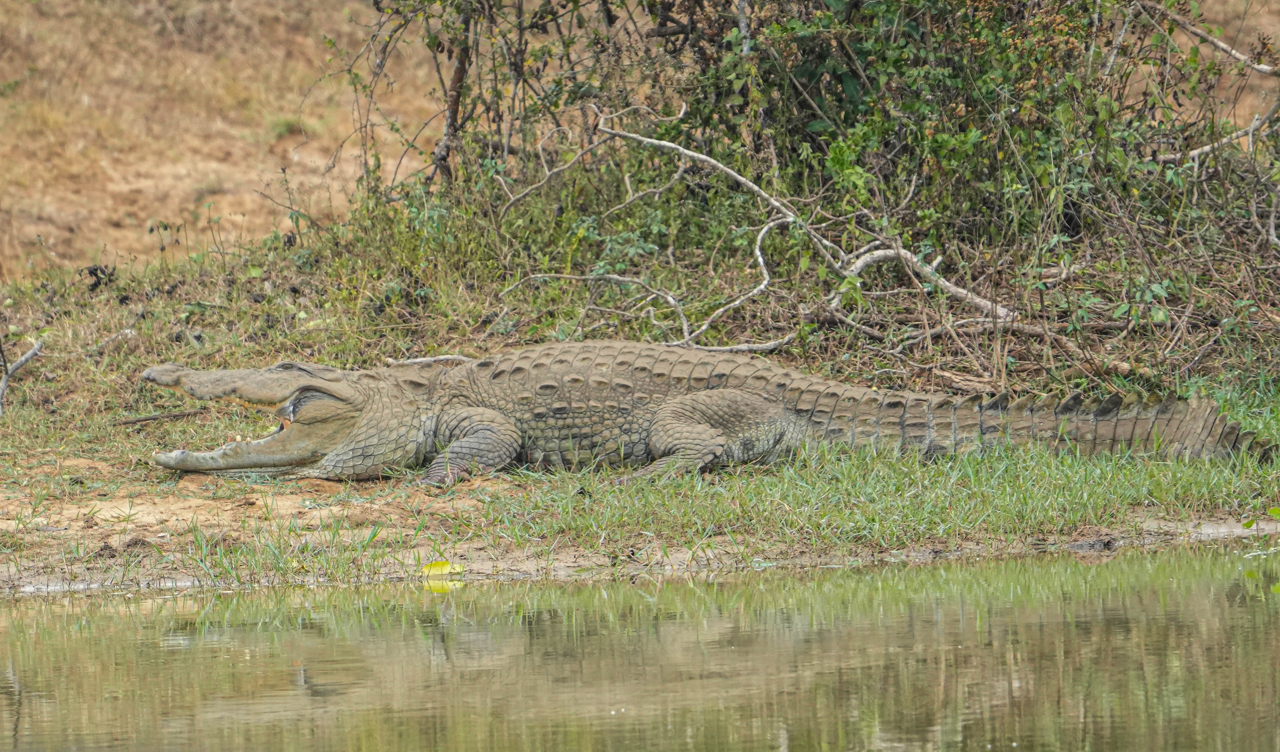 Wildlife in Yala National Park, Sri Lanka